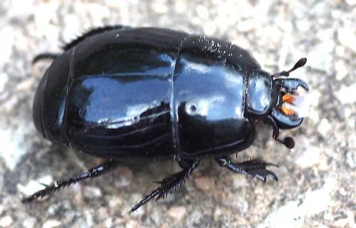 Hister quadrimaculatus